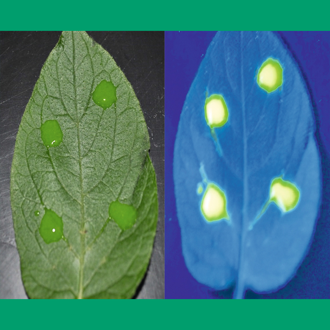 TourTurf® LPT Leaf Penetrant Technology